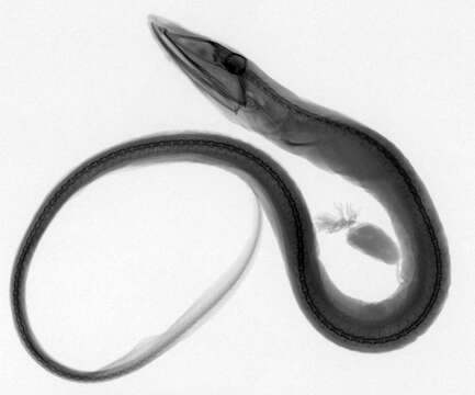 Image of Gray's Cutthroat