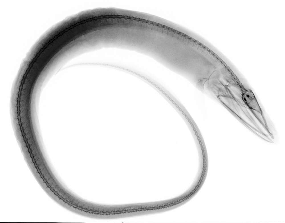 Image of Gray's Cutthroat