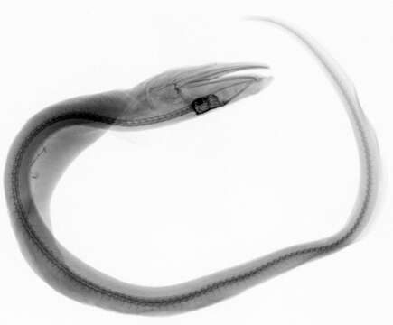 Image of Gray's Cutthroat