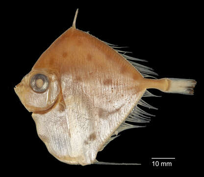 Image of Xenolepidichthys