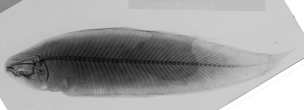 Image of Margined tonguefish