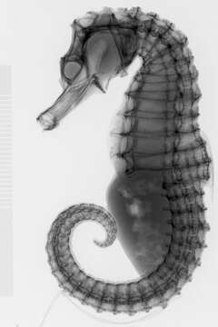 Image of Long-snouted Seahorse