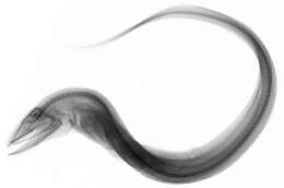 Image of Gilbert&#39;s synaphobranchid eel