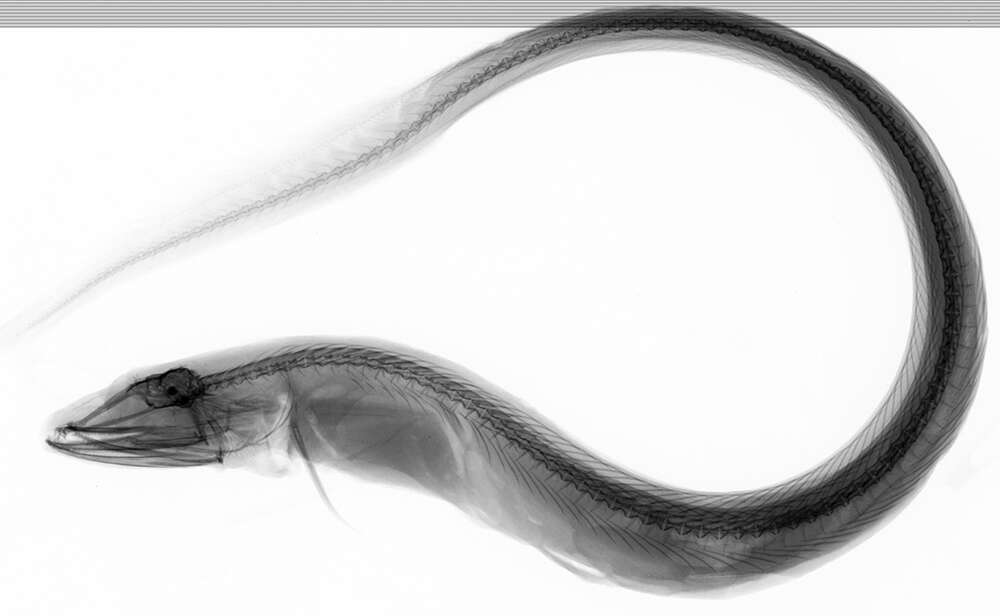 Image of Gilbert&#39;s synaphobranchid eel