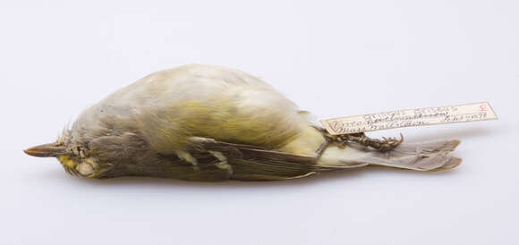 Слика од Vireo griseus griseus (Boddaert 1783)