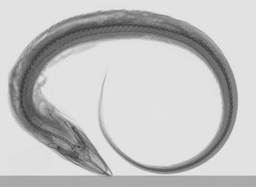 Image of Gilbert&#39;s synaphobranchid eel