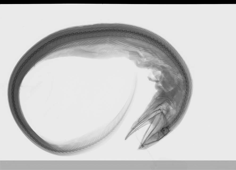 Image of Gilbert&#39;s synaphobranchid eel