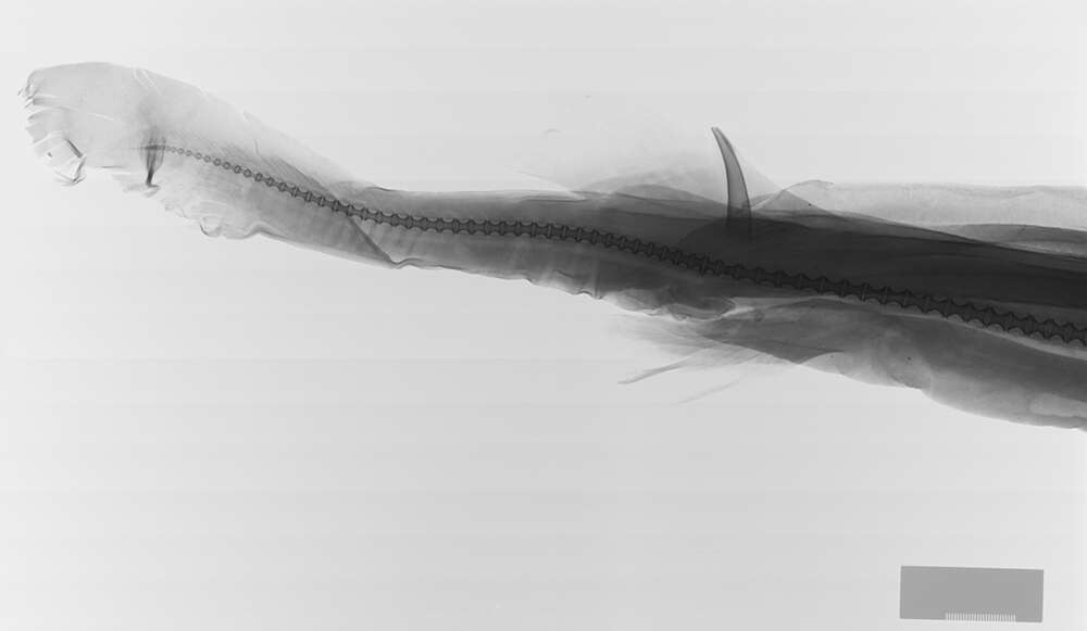Image of Longnose velvet dogfish