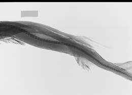 Image of Longnose velvet dogfish