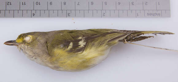 Слика од Vireo griseus griseus (Boddaert 1783)