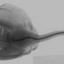 Image of Smalleyed round stingray