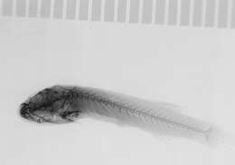 Image of Flarenostril clingfish