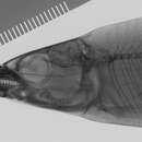 Imagem de Eugnathichthys macroterolepis Boulenger 1899