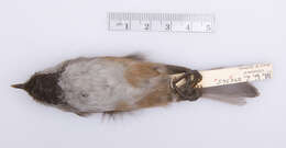 Image of <i>Poecile hudsonicus littoralis</i> (H. Bryant 1865)