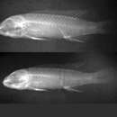 Image of Mormyrus iriodes Roberts & Stewart 1976