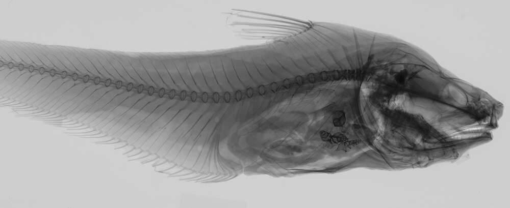 Image de Coryphaenoides mediterraneus (Giglioli 1893)