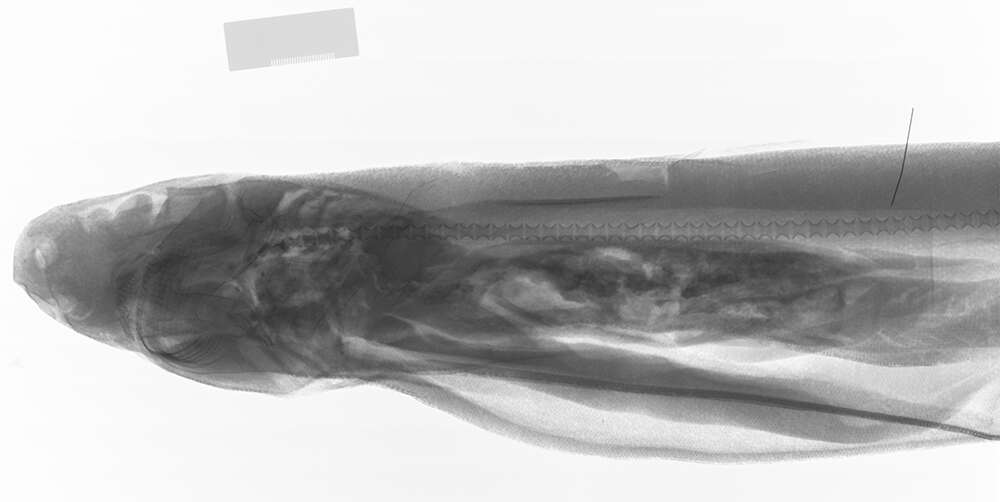 Слика од Centroscymnus coelolepis Barbosa du Bocage & de Brito Capello 1864