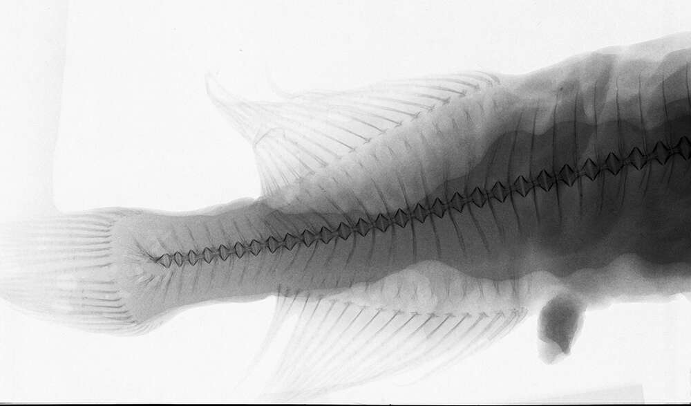 Image of Gyrinomimus myersi Parr 1934