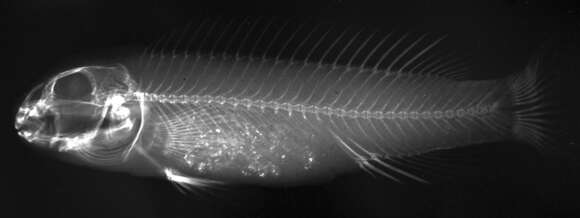 Steatocranus mpozoensis Roberts & Stewart 1976 resmi