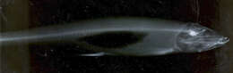 Image of Rainbow Smelt