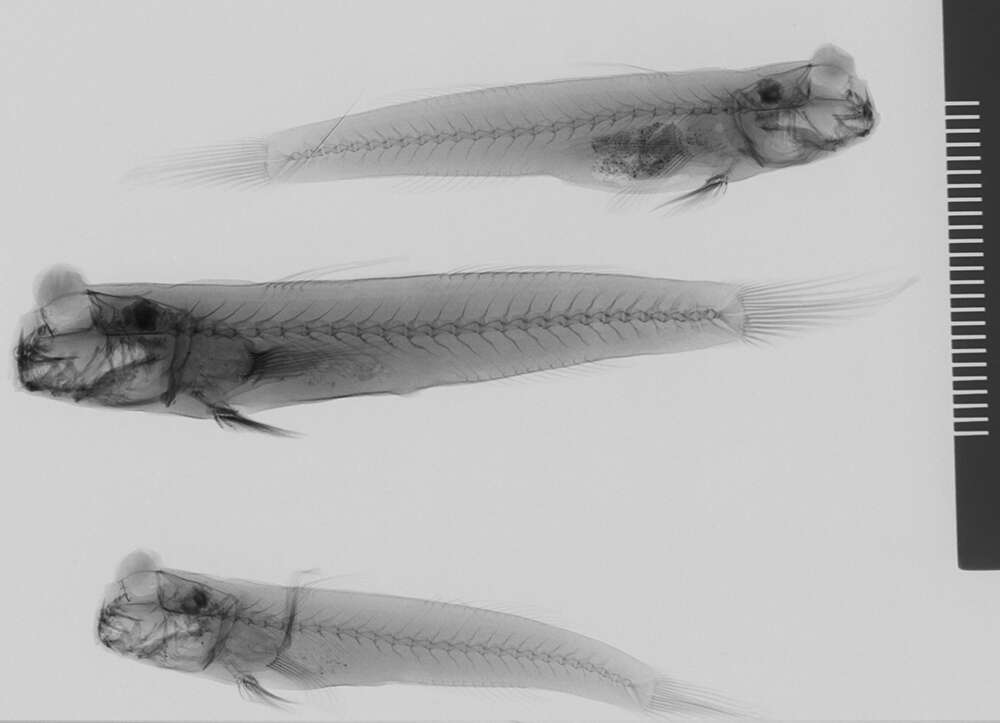 Plancia ëd Periophthalmus variabilis Eggert 1935