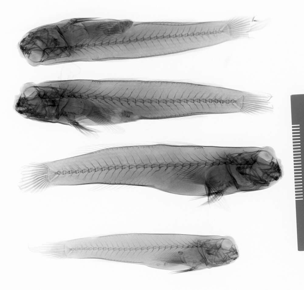 Image of Periophthalmodon septemradiatus (Hamilton 1822)