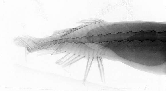 Image of Pawnee dragonfish