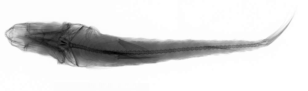 Image of Agassiz&#39;s thread-sail fish