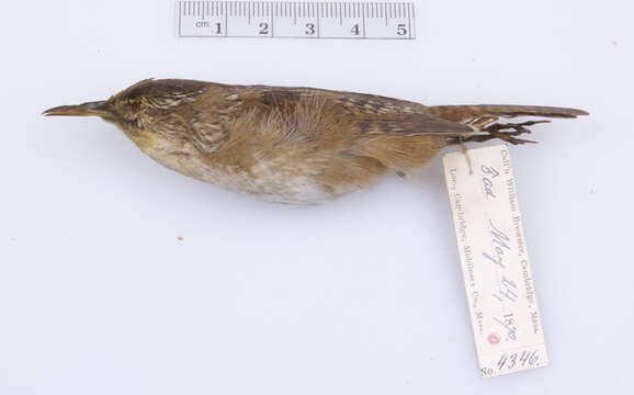 Image of Northern Coastal Marsh Wren
