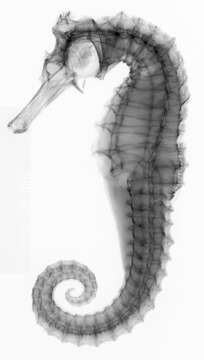 Image of Long-snout Seahorse