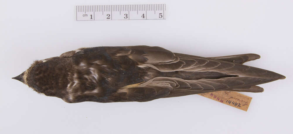 Image of Hirundo rustica erythrogaster Boddaert 1783