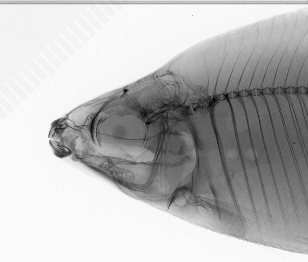 Image of Distichodus noboli Boulenger 1899
