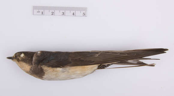 Image of Hirundo rustica erythrogaster Boddaert 1783