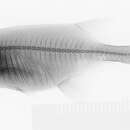 Image of Petrocephalus schoutedeni Poll 1954