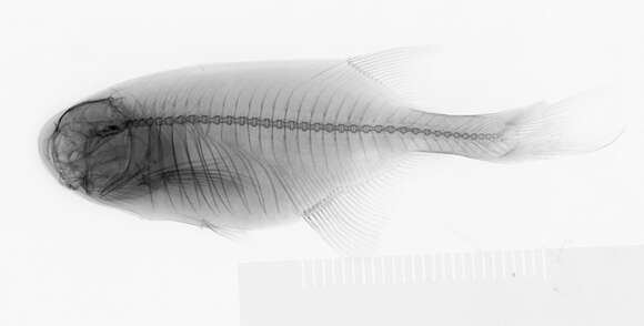 Image of Petrocephalus schoutedeni Poll 1954