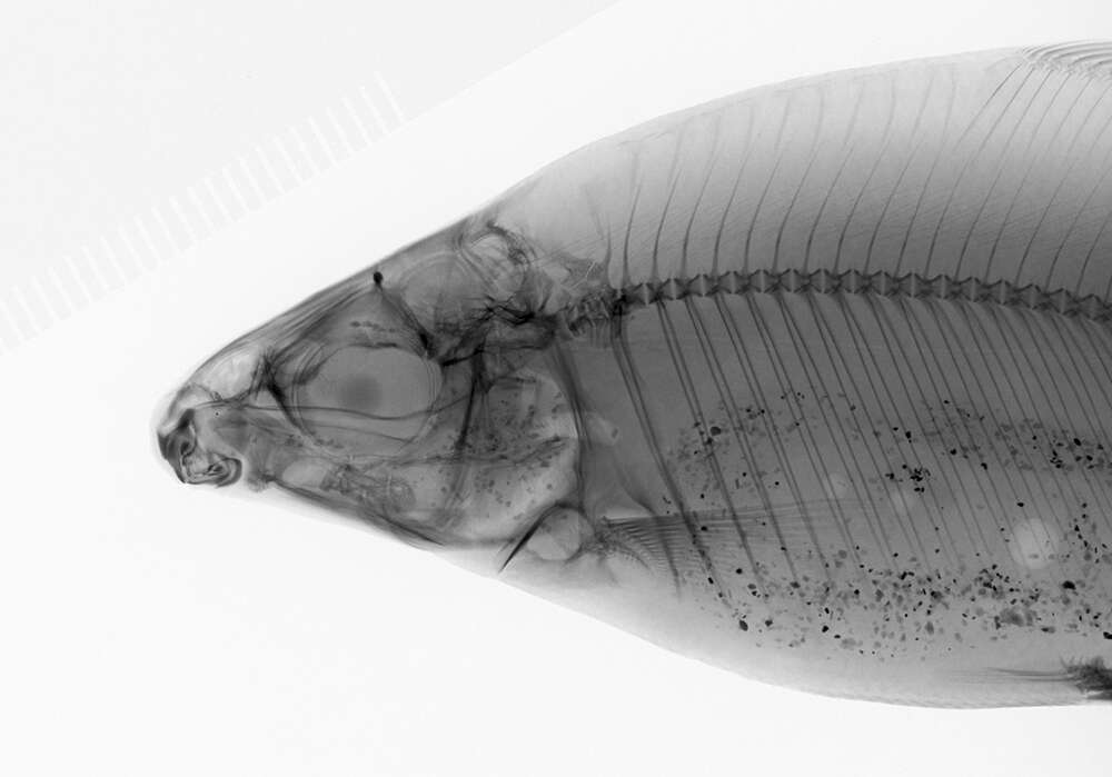 Imagem de Distichodus atroventralis Boulenger 1898