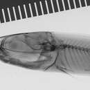 Image of Eugnathichthys eetveldii Boulenger 1898