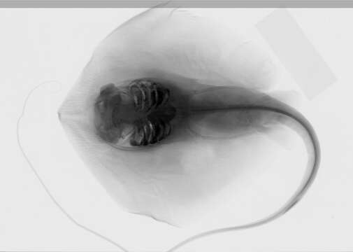 Image of Hypanus