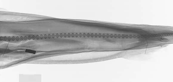 Image of Portuguese Dogfish