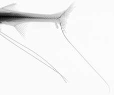Imagem de Bathypterois grallator (Goode & Bean 1886)