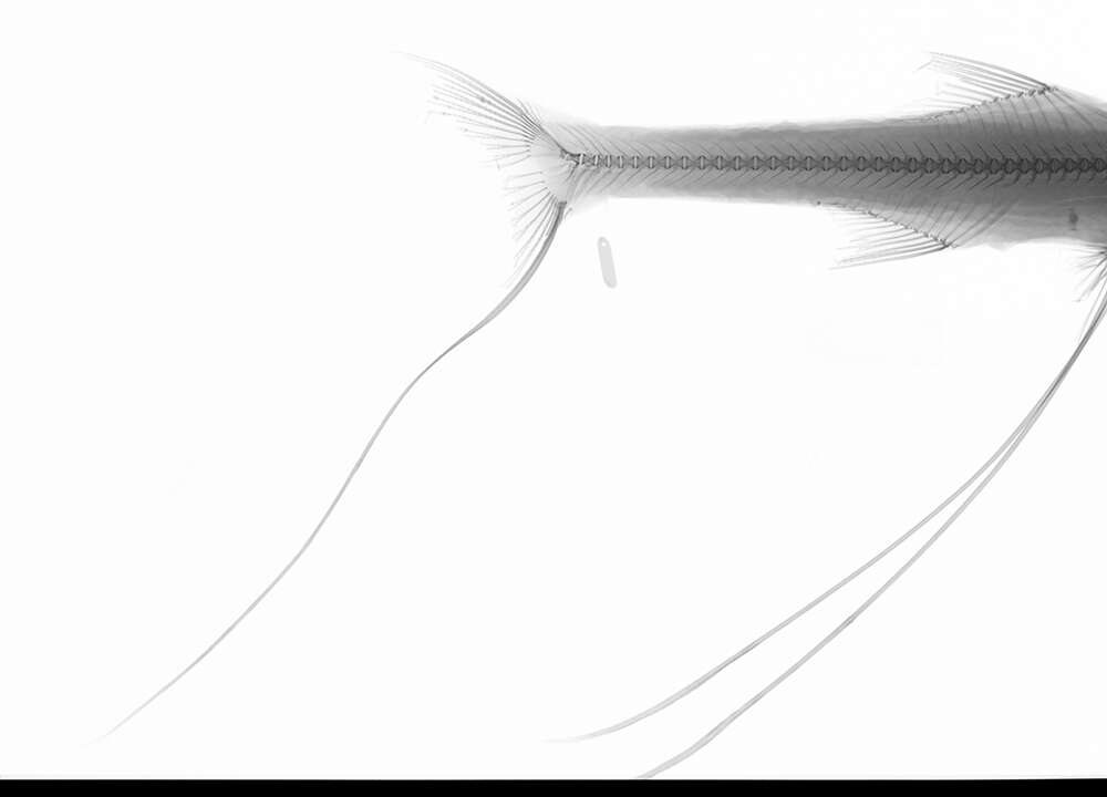 Imagem de Bathypterois grallator (Goode & Bean 1886)
