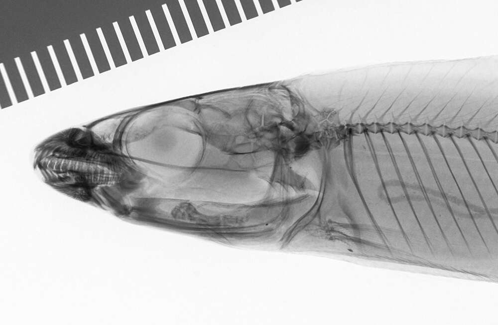 Image of Eugnathichthys macroterolepis Boulenger 1899