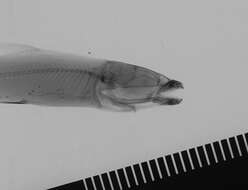 Image of Eugnathichthys macroterolepis Boulenger 1899