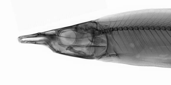 Image de Ichthyborus ornatus (Boulenger 1899)