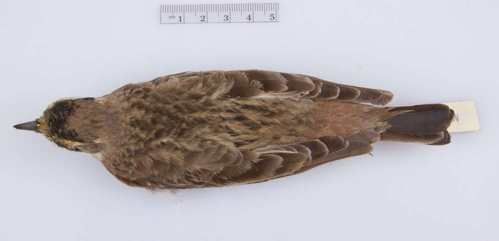 Image of Eremophila alpestris alpestris (Linnaeus 1758)