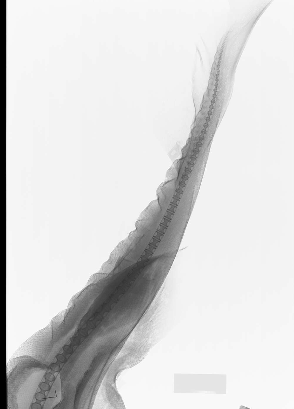 Слика од Centroscymnus coelolepis Barbosa du Bocage & de Brito Capello 1864