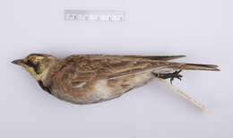 Image of Eremophila alpestris alpestris (Linnaeus 1758)