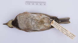 Image of Eremophila alpestris alpestris (Linnaeus 1758)