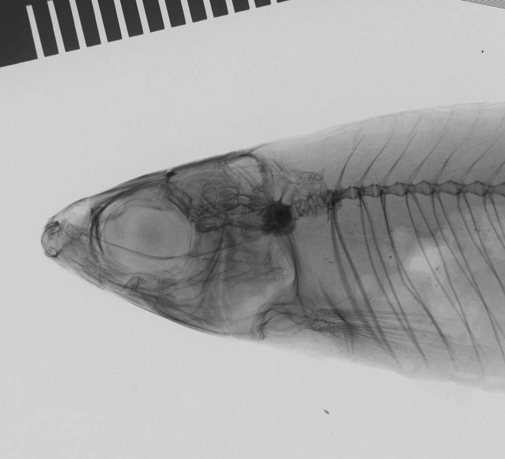 Image of Paradistichodus