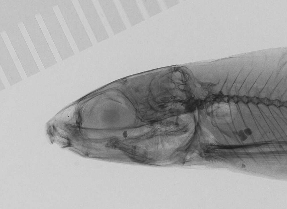 Image of Nannocharax gracilis Poll 1939